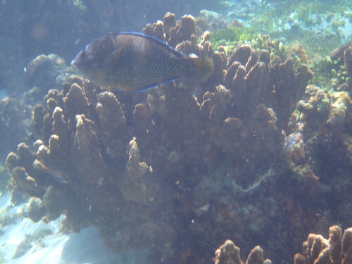 Anampses caeruleopunctatus observed 2026-09-12