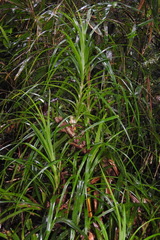Freycinetia formosana