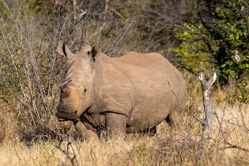 Southern White Rhinoceros