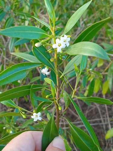 Myoporum tenuifolium observed 2026-09-12