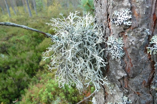 tree moss