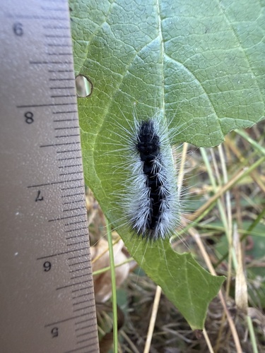 iNaturalist observation photo of Dagger Moths