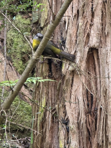 Eastern Yellow Robin