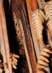 Hispidula dicksoniae