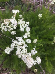 Meum athamanticum