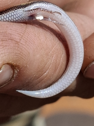 Lerista labialis observed 2026-09-12