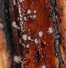 Hispidula dicksoniae