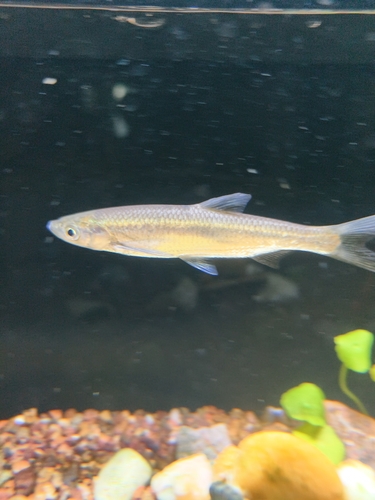 Sharpbelly