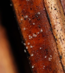 Hispidula dicksoniae