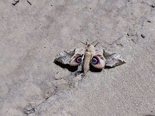 Oriental Eyed Hawkmoth