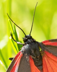 Tyria jacobaeae