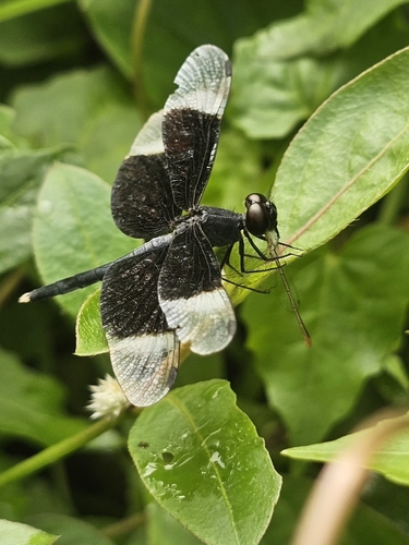Pied Paddy Skimmer