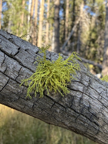 iNaturalist observation photo of Wolf Lichens