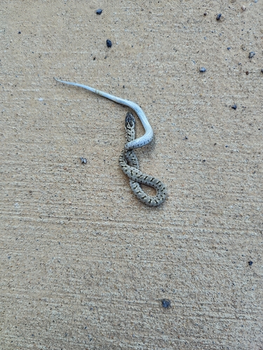 Steppe Ratsnake
