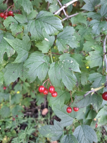 guelder-rose