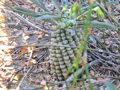 Euphorbia clava
