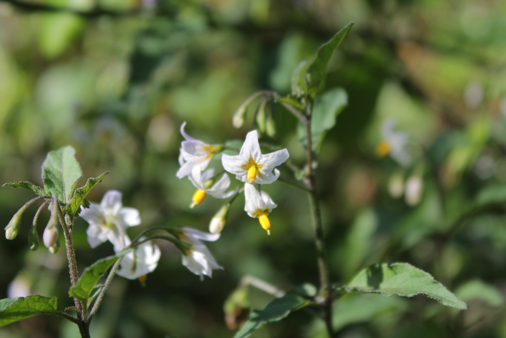 tall nightshade (Budawang Coast plant species Part 3 (S-Z)) · iNaturalist