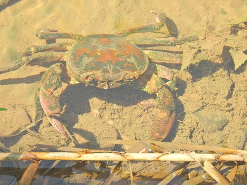Levantine Freshwater Crab