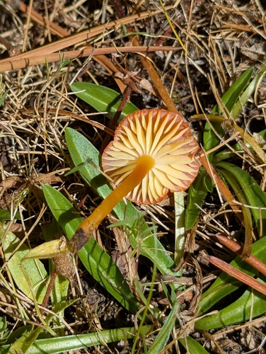 iNaturalist observation photo of Waisted Waxcap