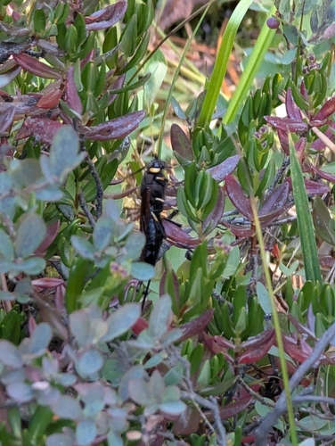 iNaturalist observation photo of California Horntail