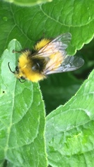 Bombus