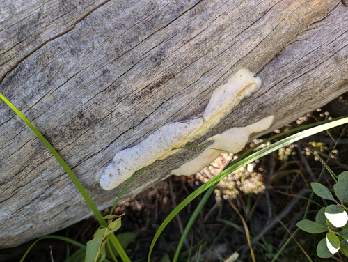 iNaturalist observation photo of Spongiporus leucospongia