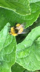 Bombus