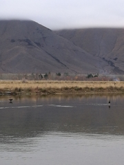 Himantopus novaezelandiae