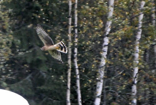 Hen Harrier