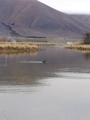 Himantopus novaezelandiae