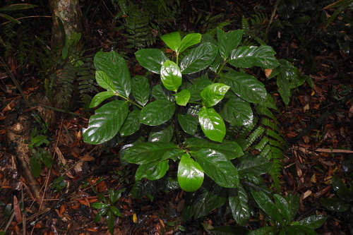 Lasianthus trichophlebus