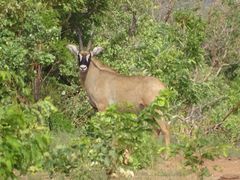 Hippotragus equinus koba