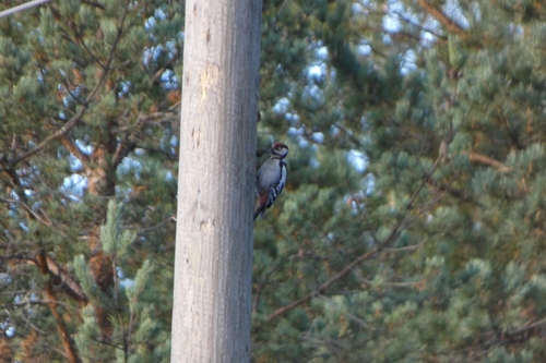 Great Spotted Woodpecker