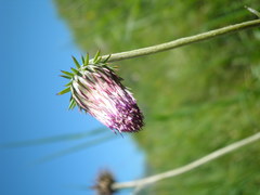 Carduus defloratus