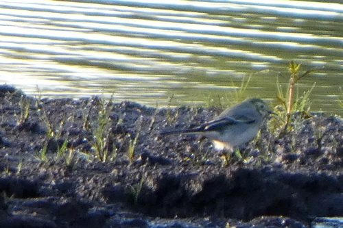 White Wagtail