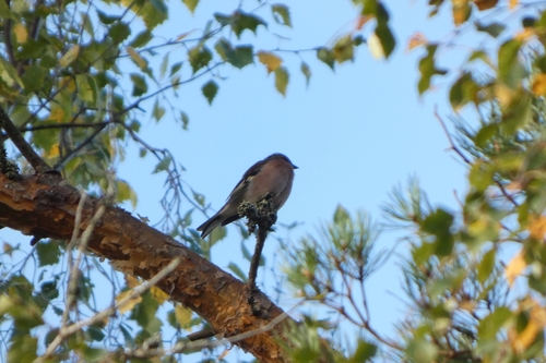 Common Chaffinch