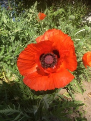 Papaver orientale