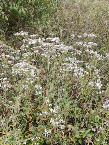 Oldham's baby's-breath