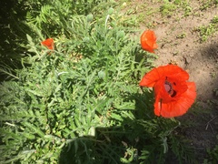 Papaver orientale