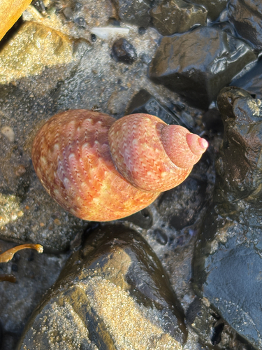 Common pheasant shell