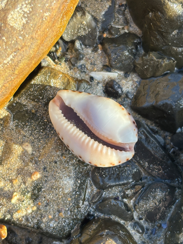 Brown Cowrie