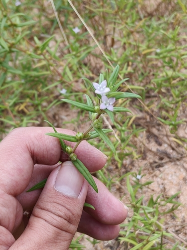 rough buttonweed
