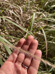 (c) Laura Fernández Winzer, some rights reserved (CC BY) Imperata cylindrica, photograph (c) Laura Fernández Winzer, some rights reserved (CC BY)