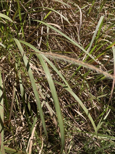 Imperata cylindrica, photograph 5