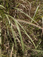 (c) Laura Fernández Winzer, some rights reserved (CC BY) Imperata cylindrica, photograph (c) Laura Fernández Winzer, some rights reserved (CC BY)
