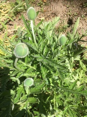 Papaver orientale