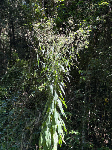 Lactuca indica, photograph 6