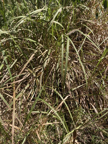 Imperata cylindrica, photograph 6