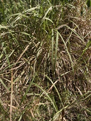 Imperata cylindrica, photograph (c) Laura Fernández Winzer, some rights reserved (CC BY)