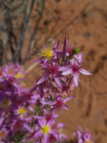 Calytrix longiflora observed 2026-09-12
